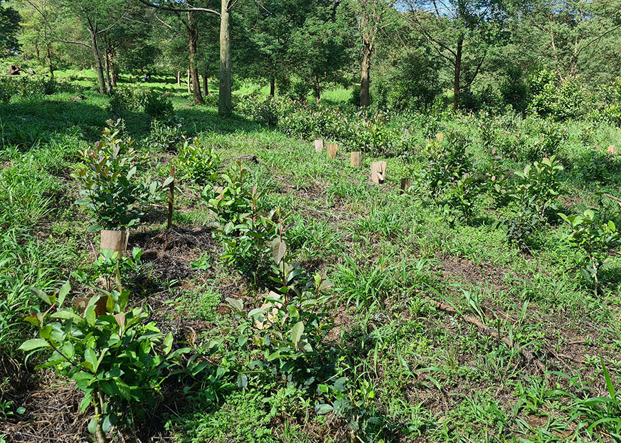 Novo sistema de cultivo de erva-mate pode…