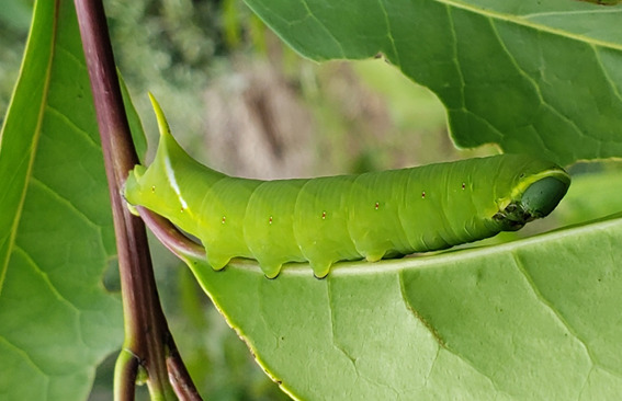 Controle de pragas no cultivo da erva-mate