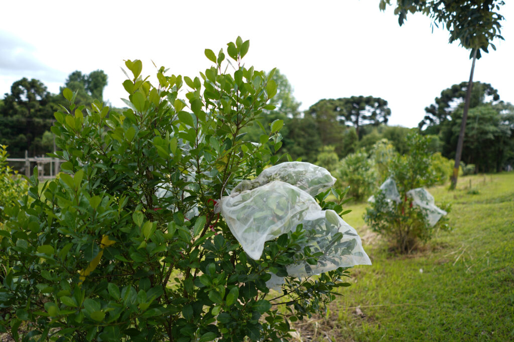 Perguntas e respostas sobre o cultivo da…